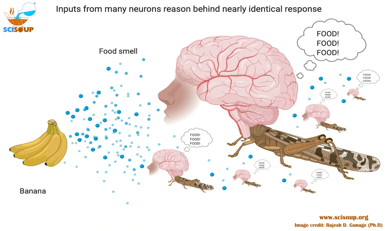 insect-study-reveals-secrets-of-brain-function