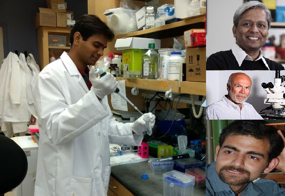 Fly Stem Cells May Help In Understanding Muscle Disorders