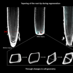 Plants Rebuild Roots Using Geometry, Not Just Genes: Study