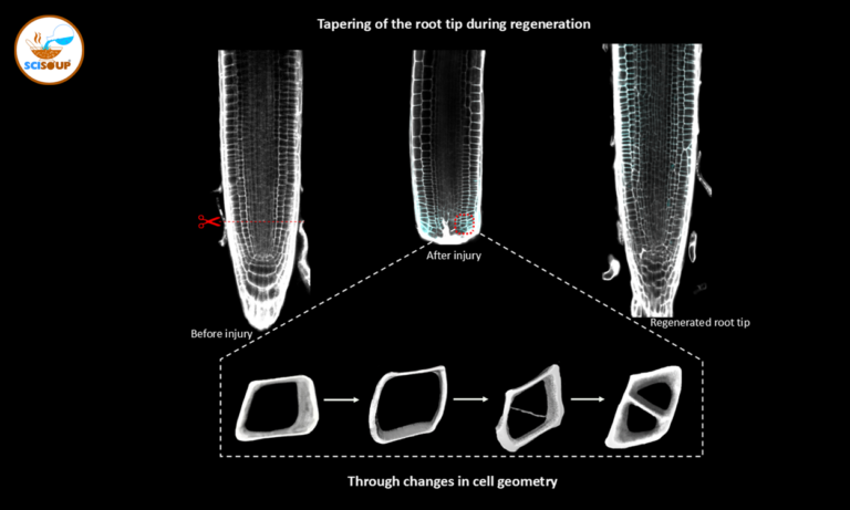 Plants Rebuild Roots Using Geometry, Not Just Genes: Study