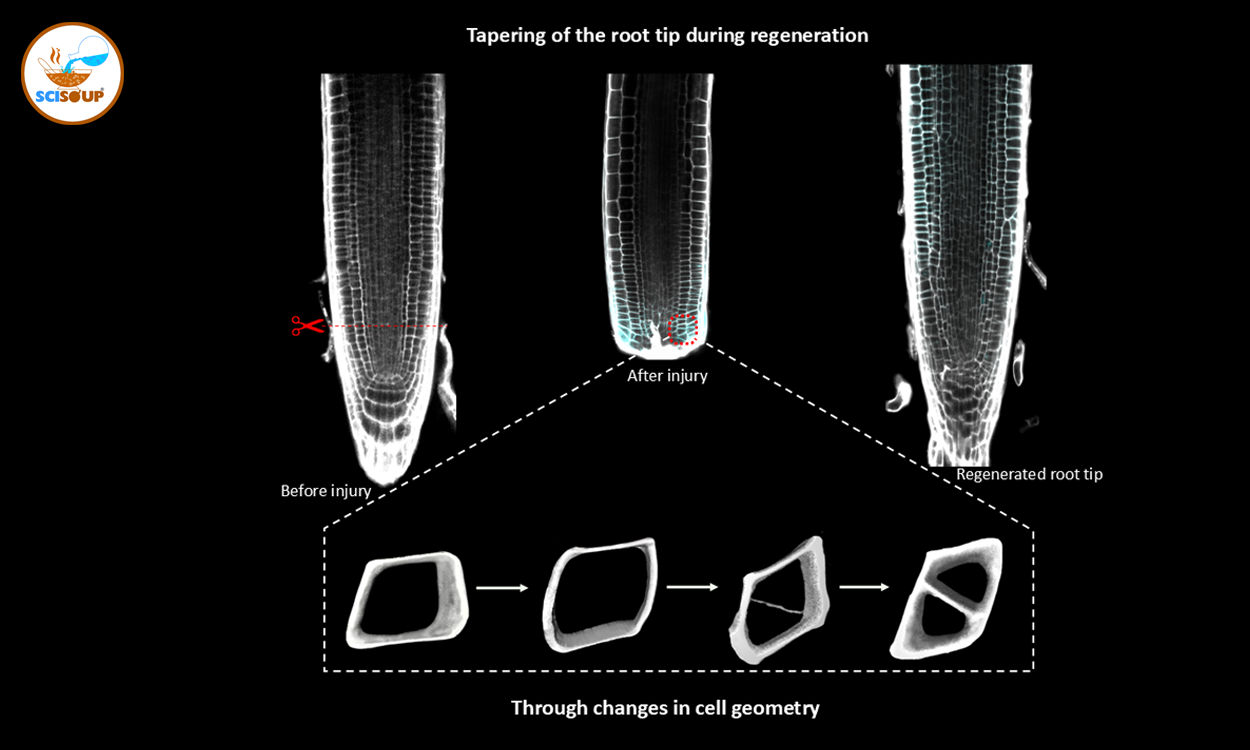 Plants Rebuild Roots Using Geometry, Not Just Genes: Study