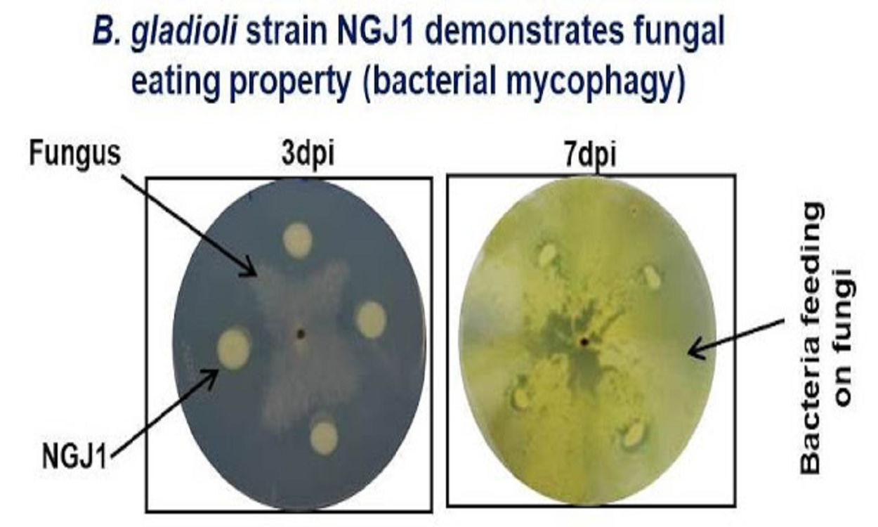 A Novel Antifungal Molecule Discovered In Bacteria