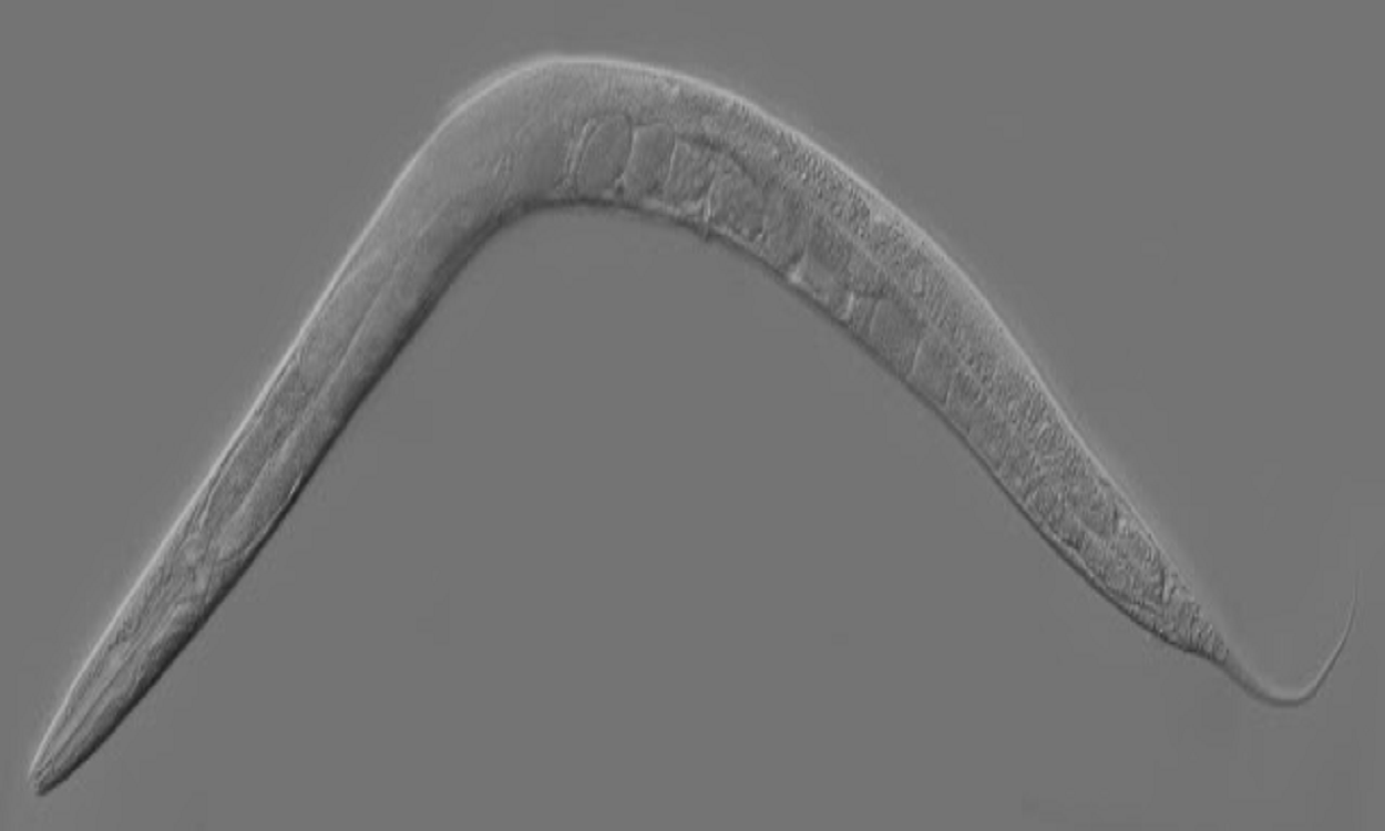 Scientists Discover How The Germline Stays Fresh