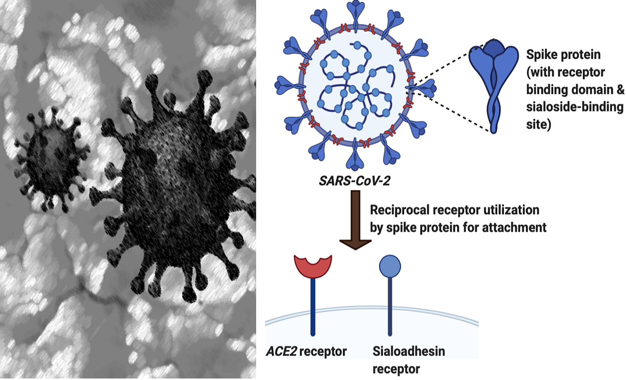 Sugars As An Alternate Receptors For SARS-CoV-2