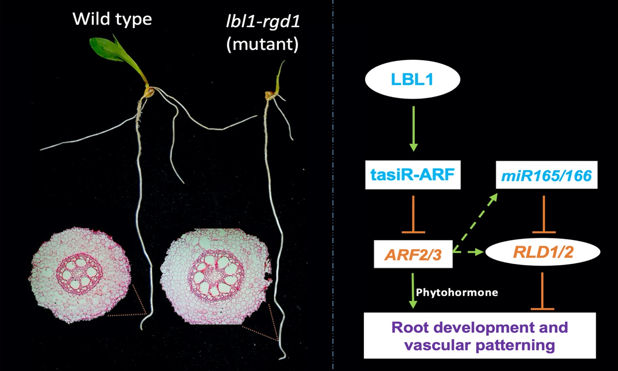 Scientists Uncovered How Conserved Small RNAs Regulate Root Architecture In Maize
