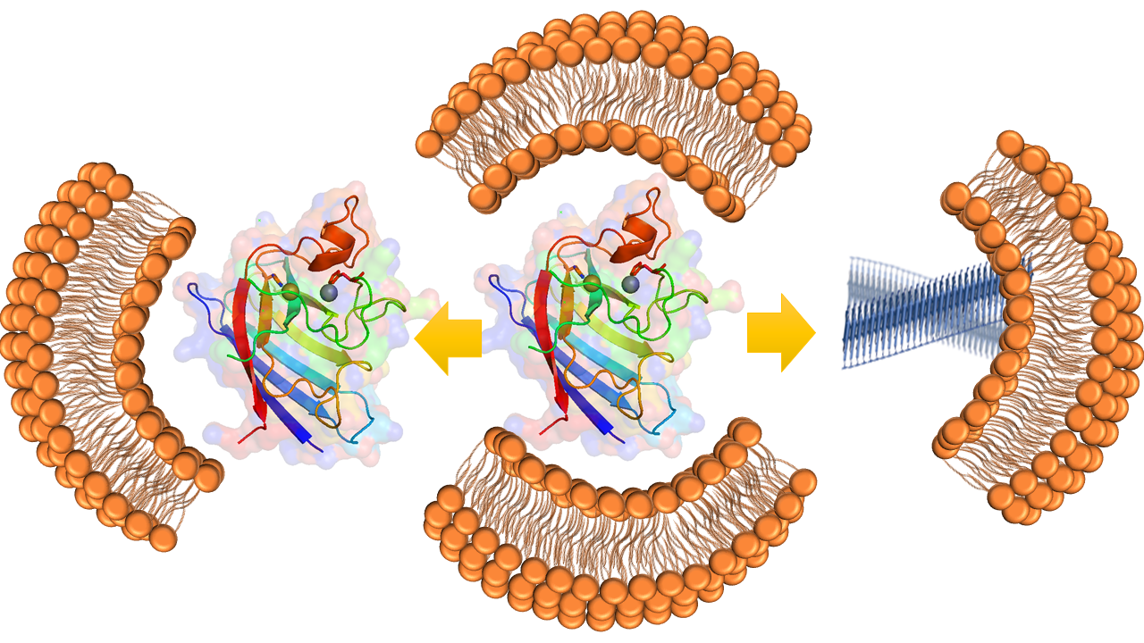 CSIR-IICB-Led Researchers Provide New Insights Into ALS Disease