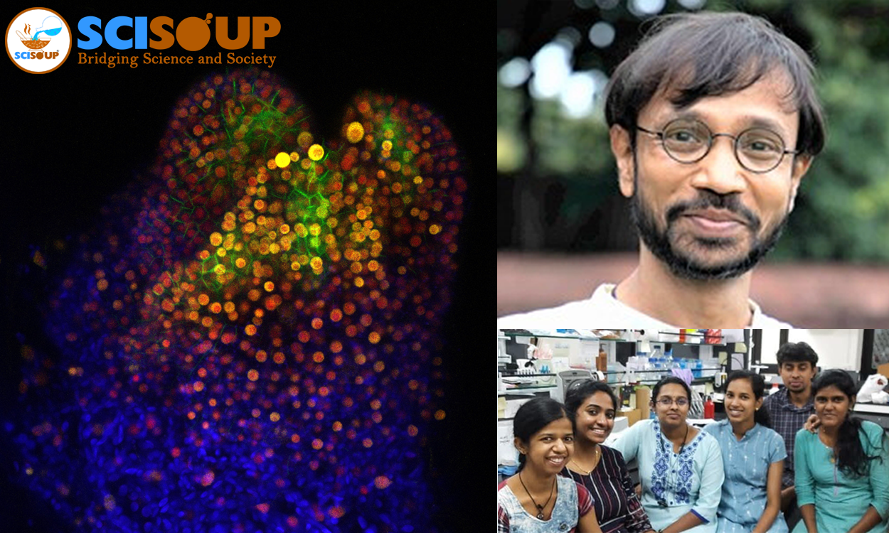 How Physical Forces Direct Organ Regeneration In Plants?